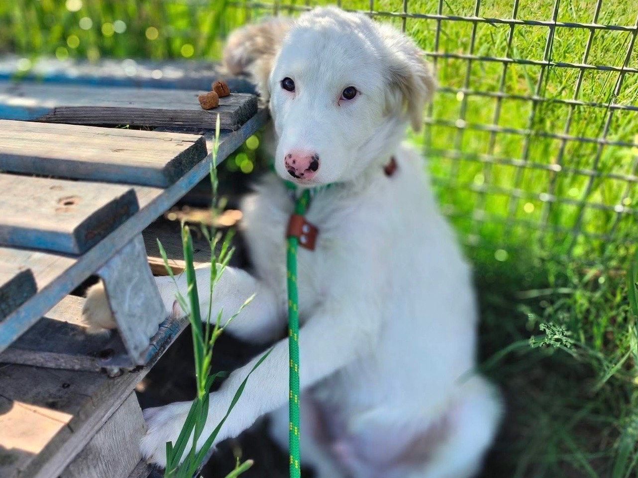 Adozione cane, maschio, Razza sconosciuta Razza sconosciuta, 4 mesi, taglia grande, Latina