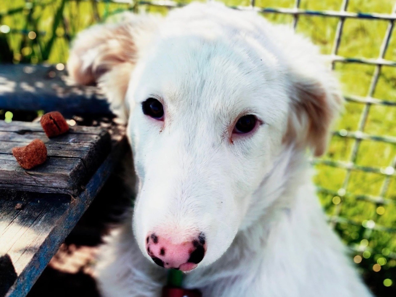 Adotta un cane, maschio, 4 mesi, Latina