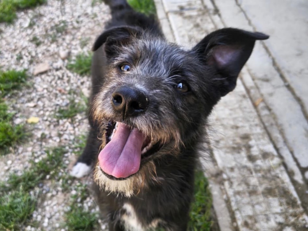 Adozione cane, femmina, Razza sconosciuta Razza sconosciuta, 5 mesi, taglia media, Treviso