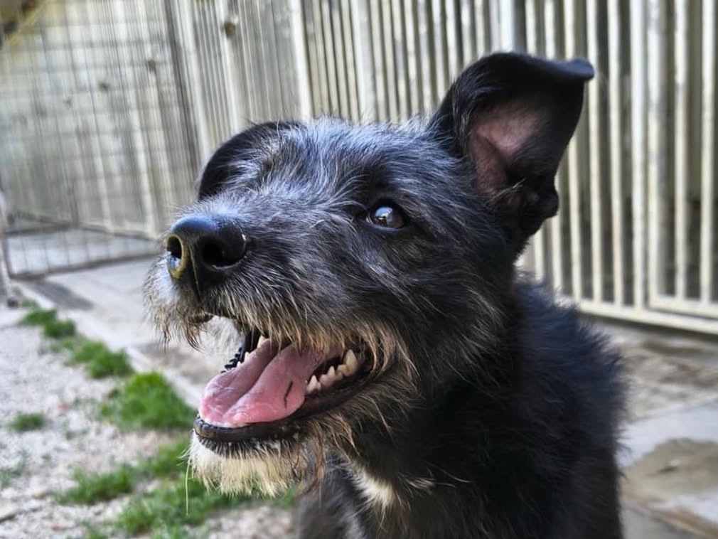 Vuoi adottare un cane a Treviso?