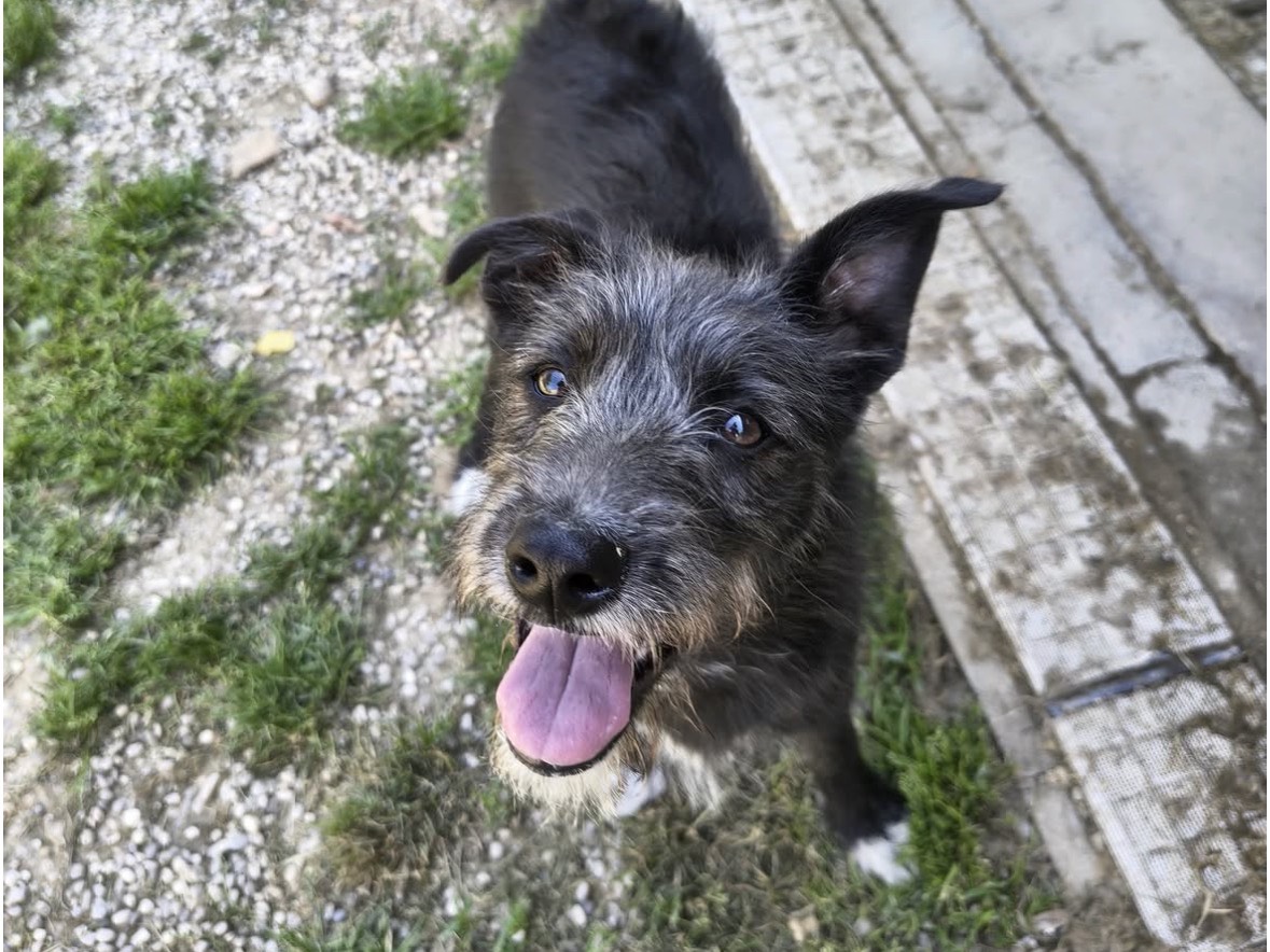 Adotta il cane Vaniglia  a Treviso