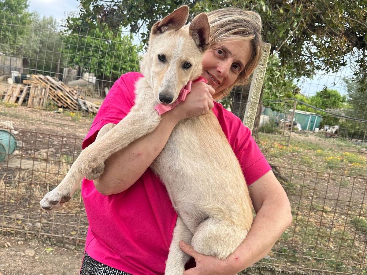 Adozione cane, femmina, Razza sconosciuta Razza sconosciuta, 6 mesi, taglia media contenuta, Siracusa