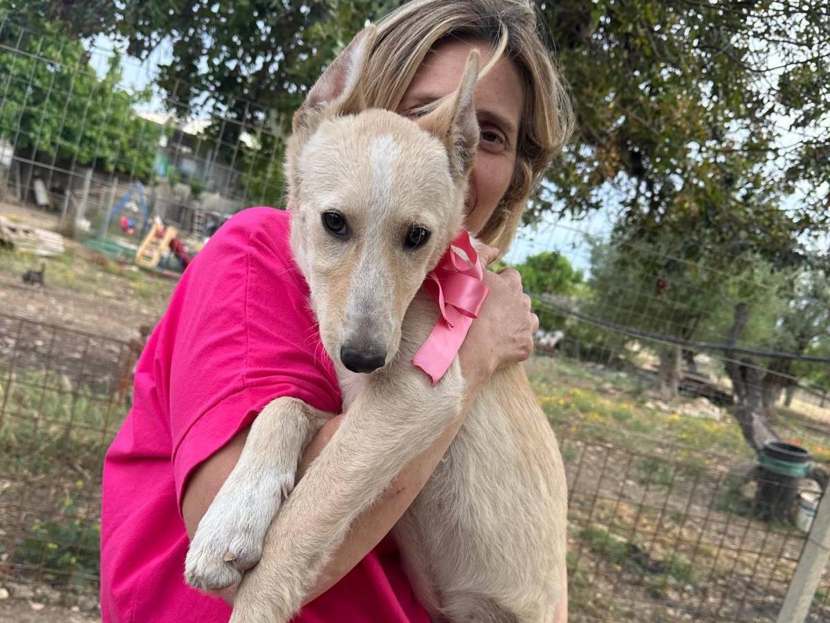 Adotta un cane, femmina, 6 mesi, Siracusa