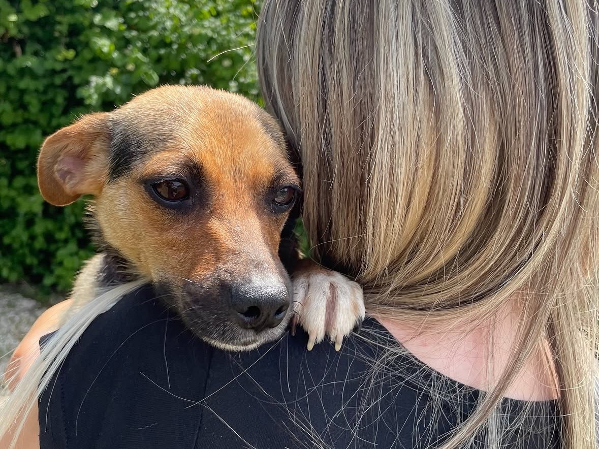 Adotta un cane, taglia piccola, femmina, Treviso
