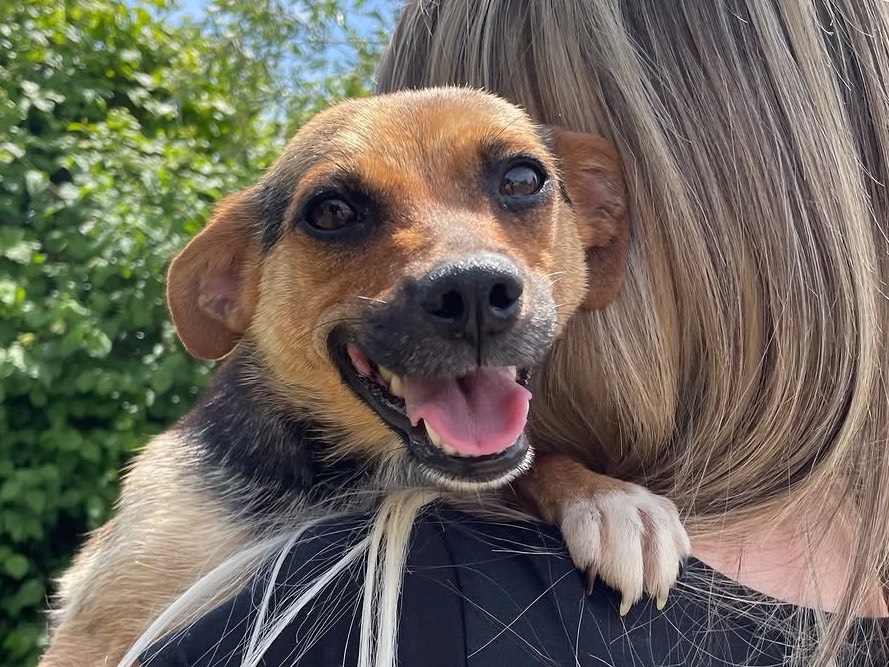 Adozione cane, femmina, Razza sconosciuta Razza sconosciuta, 2 anni e 2 mesi, taglia piccola, Treviso