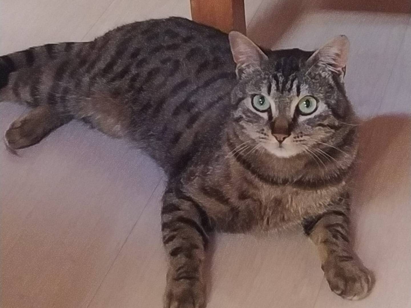 Adozione gatto, maschio, Razza sconosciuta Razza sconosciuta, 1 anno e 5 mesi, taglia non valida, Varese