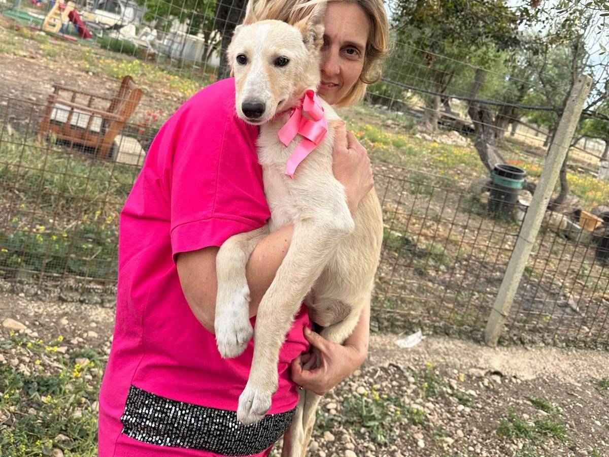 Adotta un cane, taglia media contenuta, femmina, Siracusa
