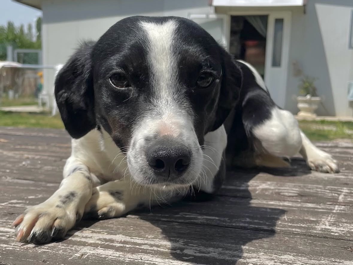 Adotta un cane, maschio, 1 anno e 2 mesi, Treviso