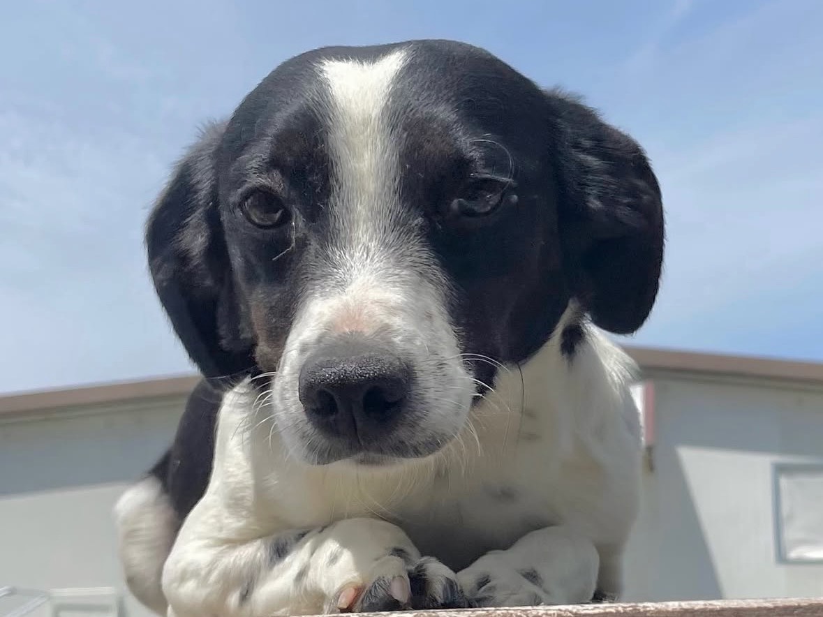Adozione cane, maschio, Razza sconosciuta Razza sconosciuta, 1 anno e 2 mesi, taglia piccola, Treviso