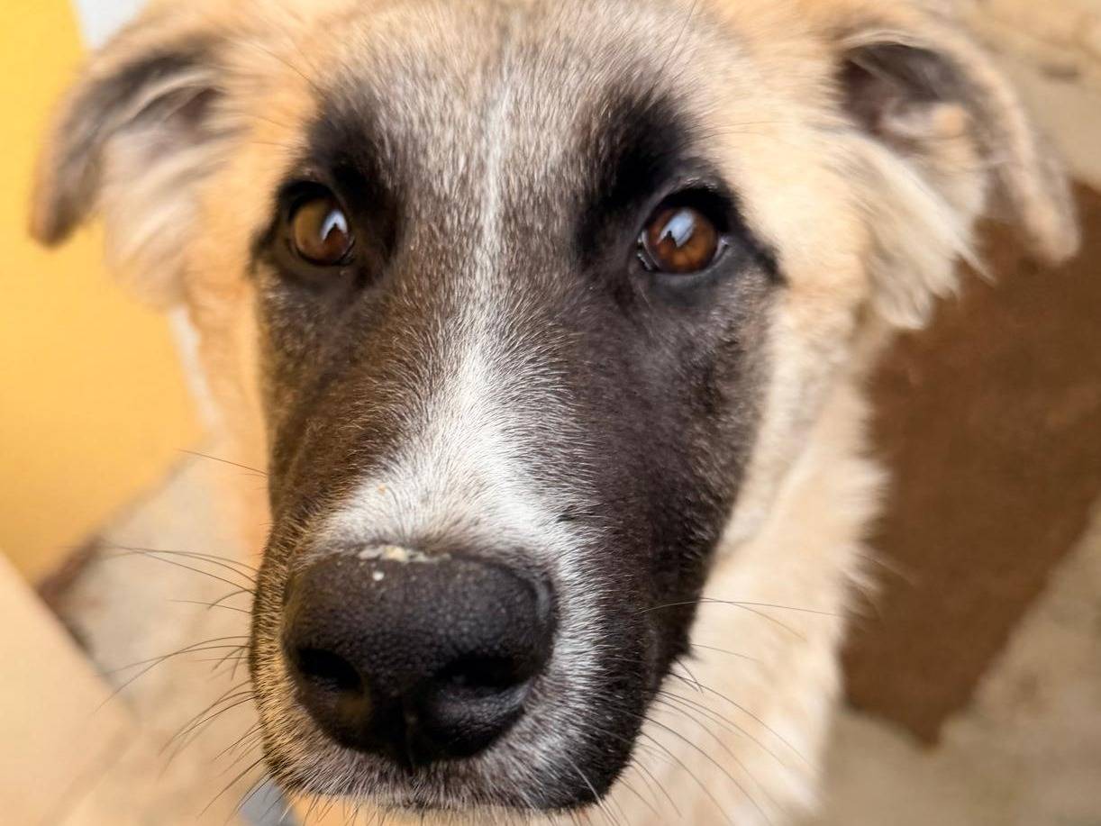 Adozione cane, femmina, Razza sconosciuta Razza sconosciuta, 7 mesi, taglia media, Pisa