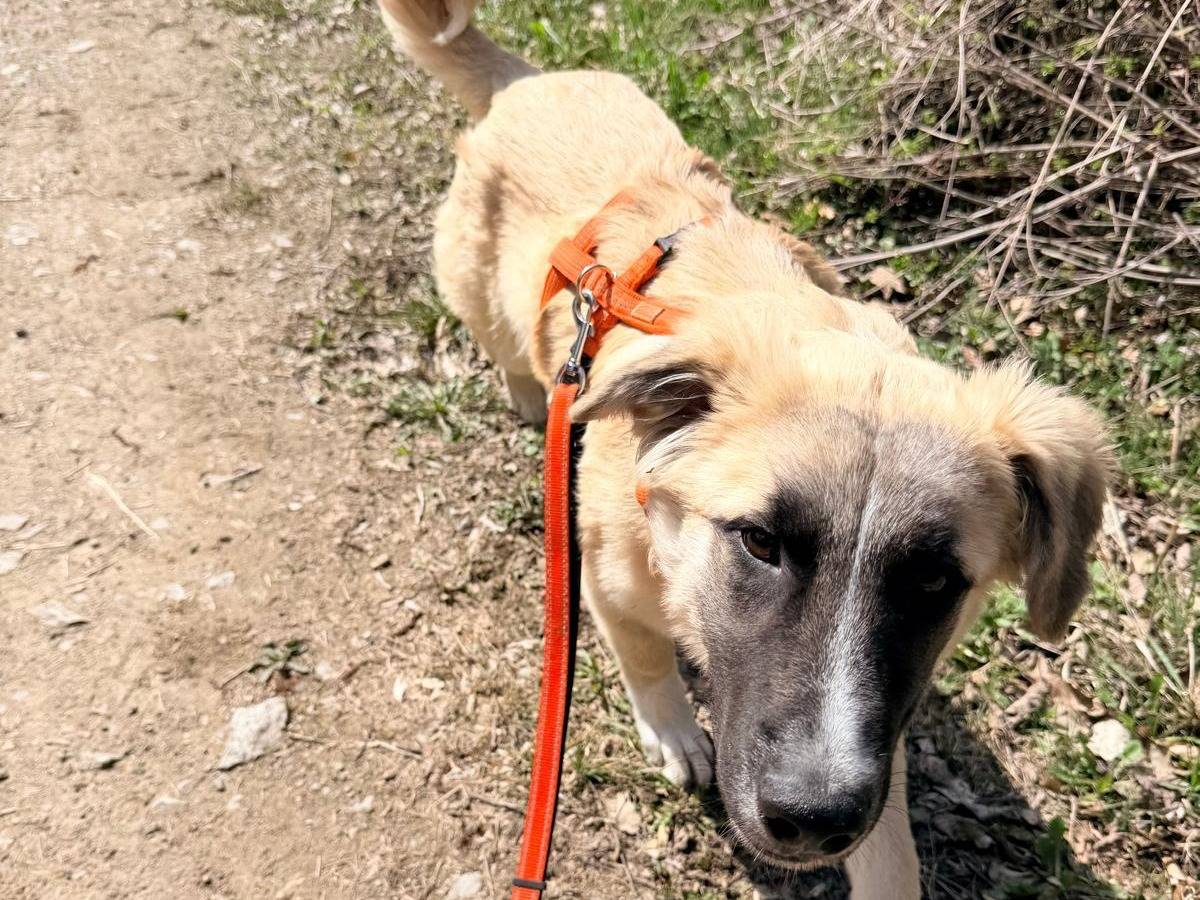 Adotta un cane, femmina, 7 mesi, Pisa