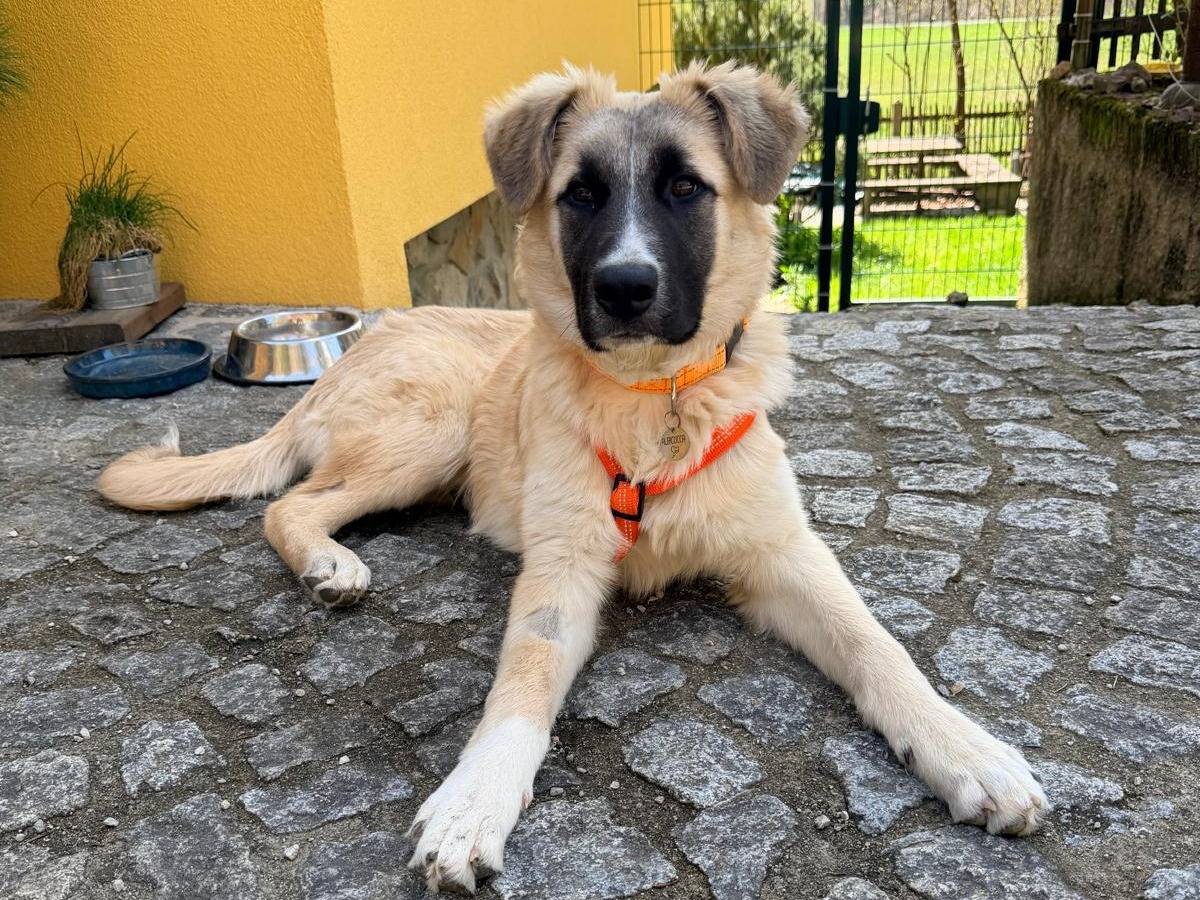 Adotta un cane, taglia media, femmina, Pisa