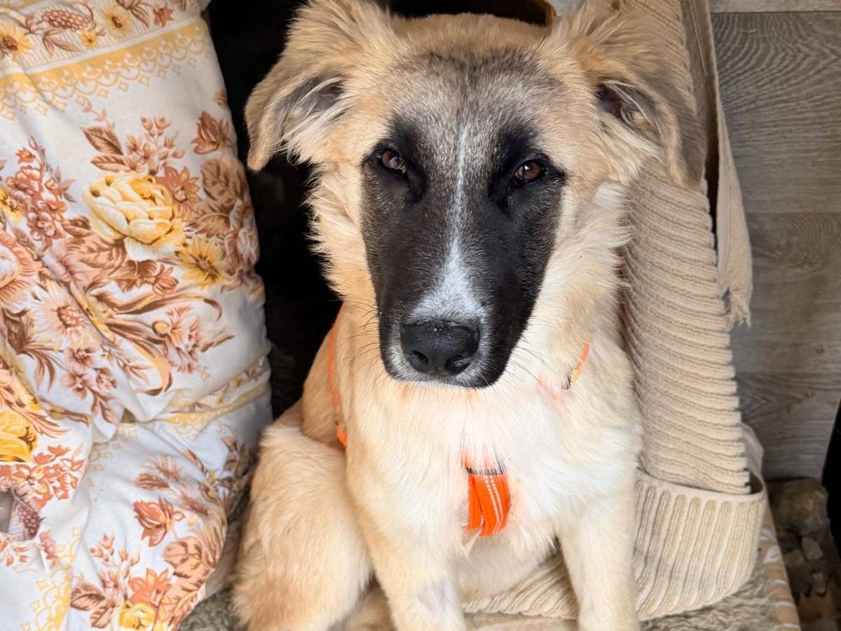 Vuoi adottare un cane a Pisa?