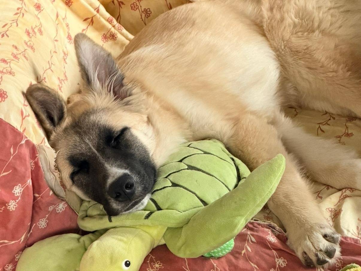 Adotta il cane ALBICOCCA a Pisa