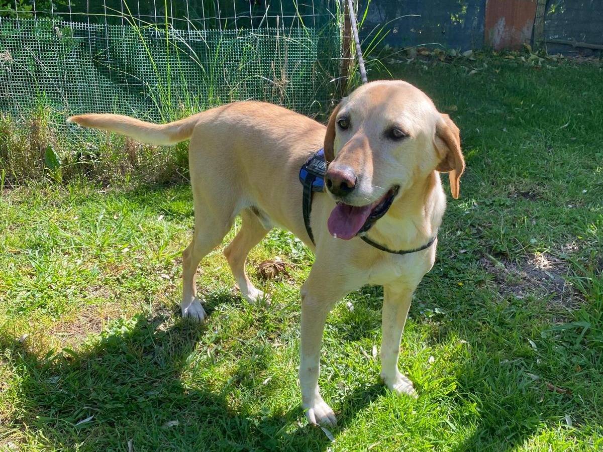 Adozione cane, maschio, Labrador Retriever Razza sconosciuta, 8 anni e 4 mesi, taglia grande, Caserta