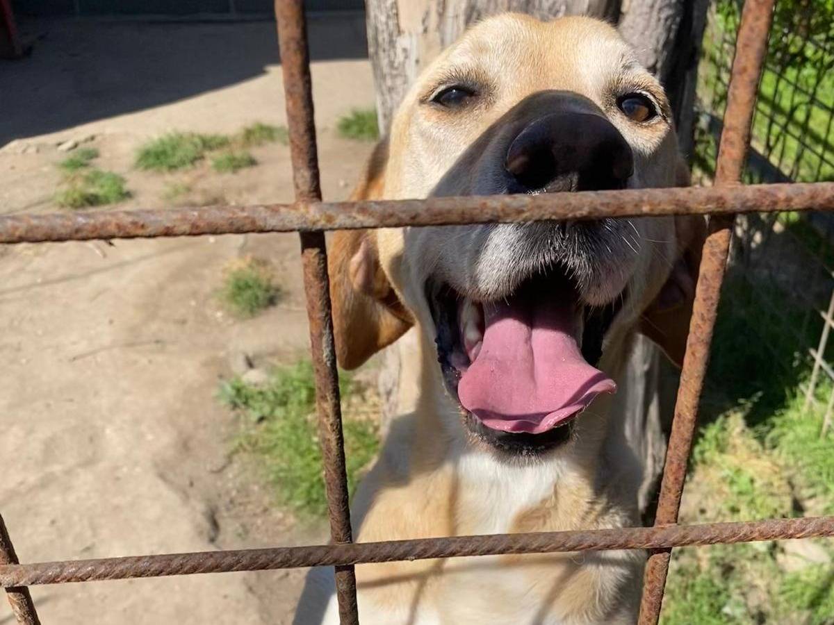 Adotta un cane, maschio, 8 anni e 4 mesi, Caserta