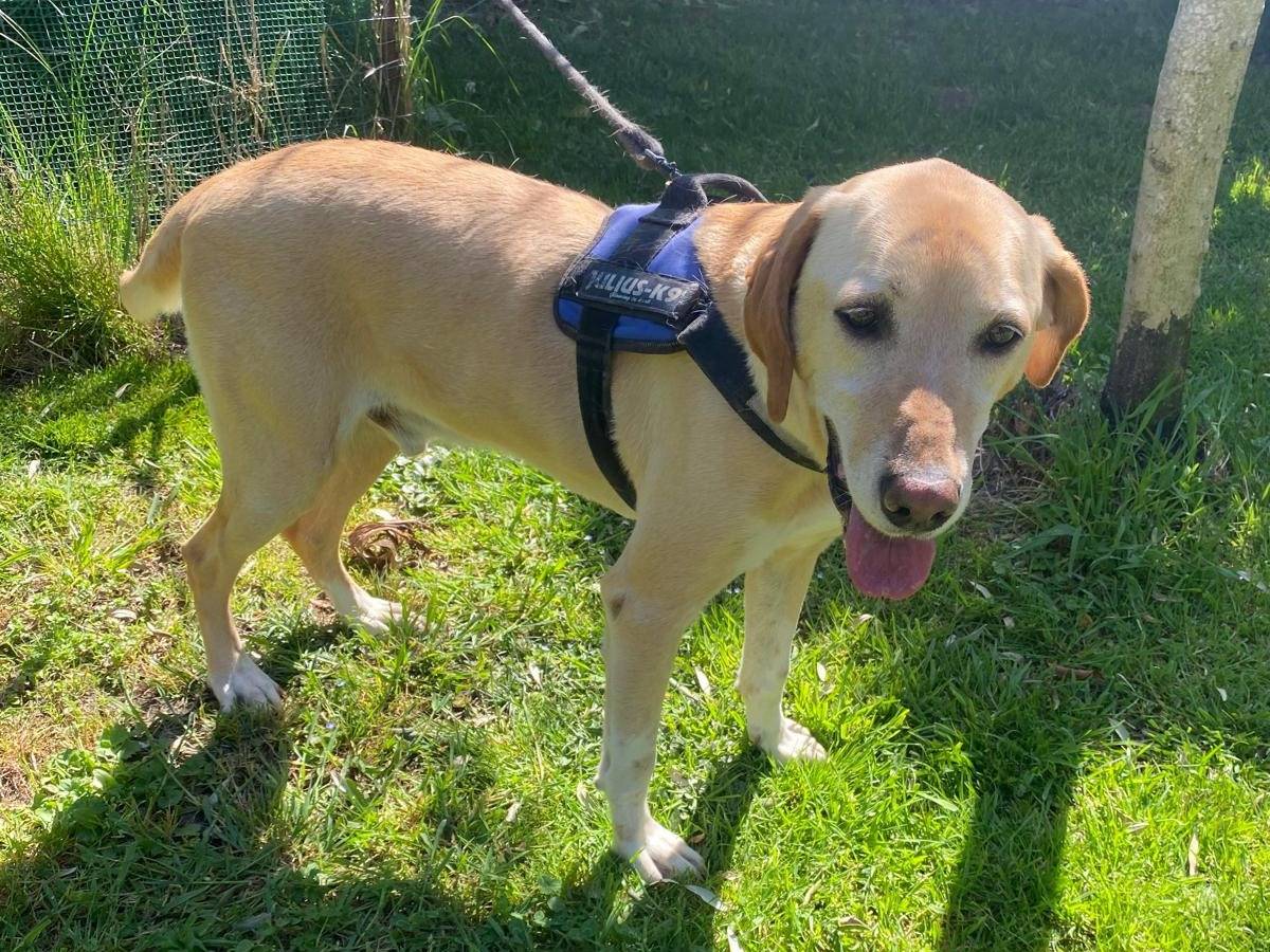 Adotta un cane, taglia grande, maschio, Caserta