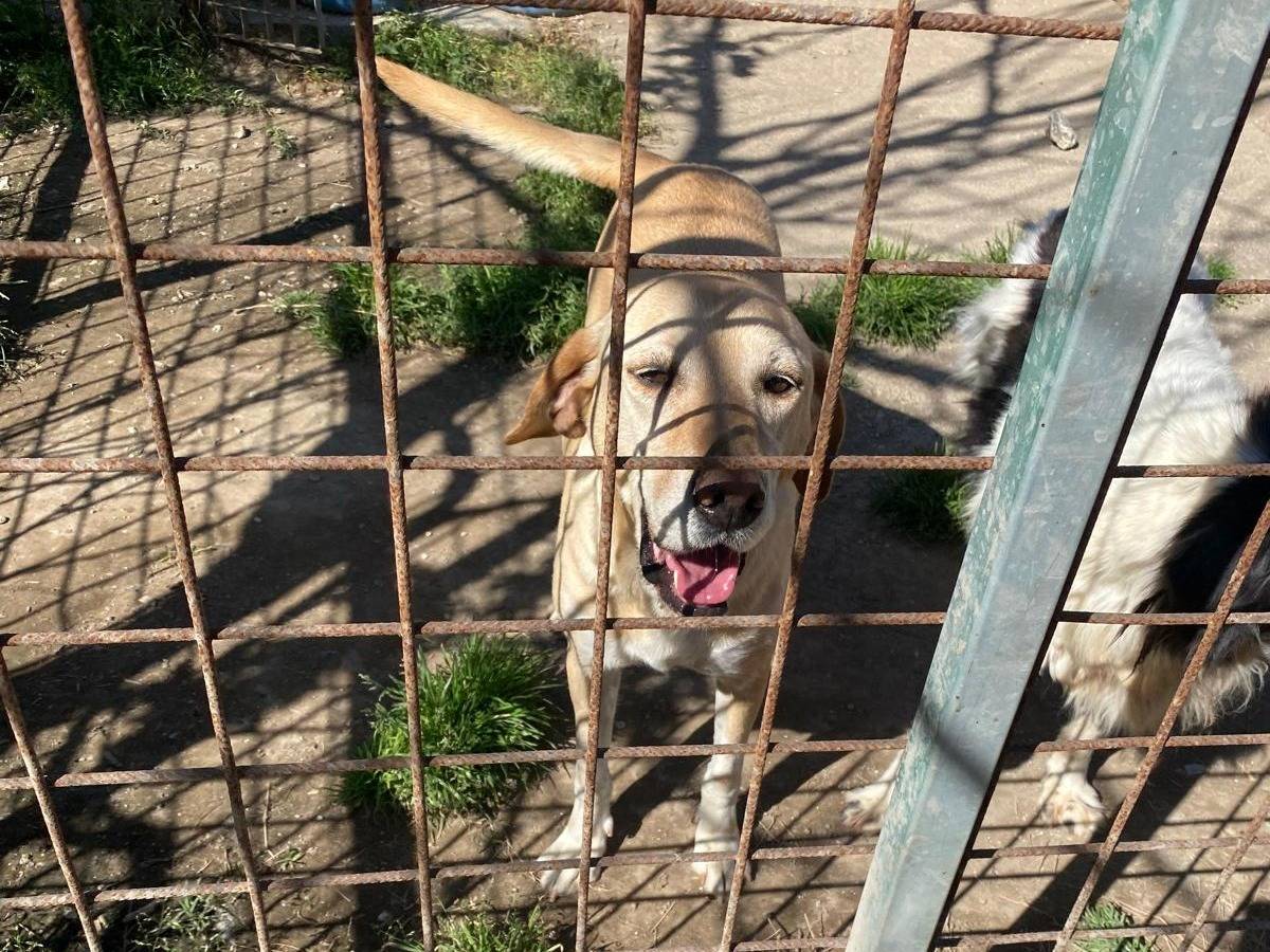 Vuoi adottare un cane a Caserta?