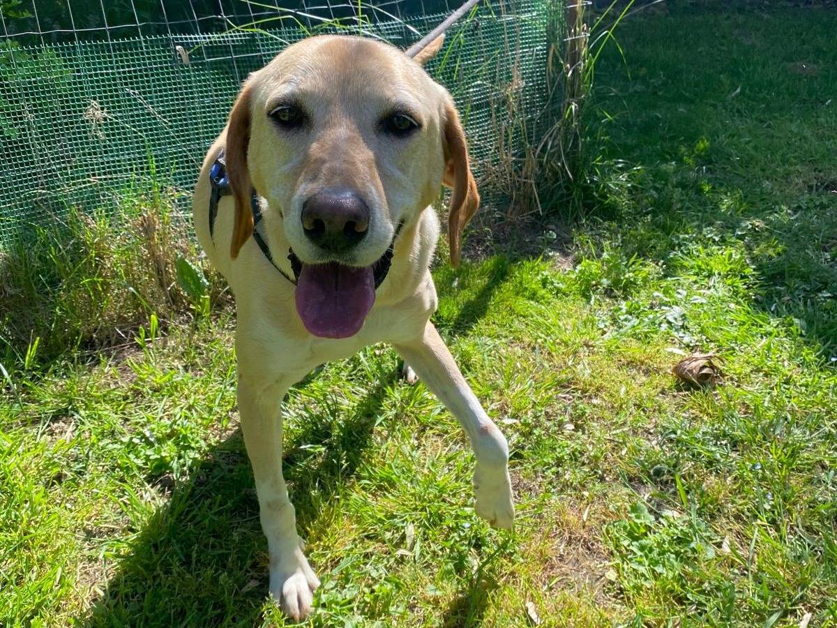 Adotta il cane ORIONE a Caserta