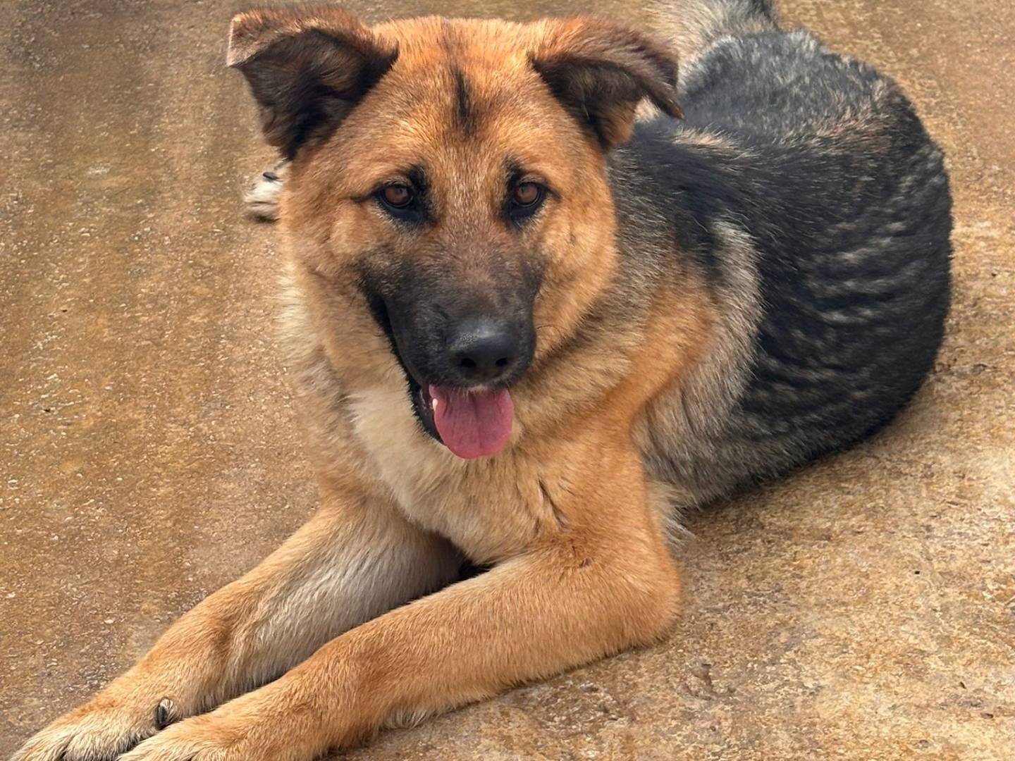 Adozione cane, femmina, Pastore tedesco Razza sconosciuta, 1 anno e 1 mese, taglia grande, Ragusa