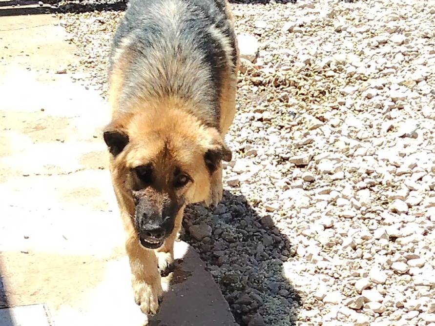 Adotta un cane, taglia grande, femmina, Ragusa