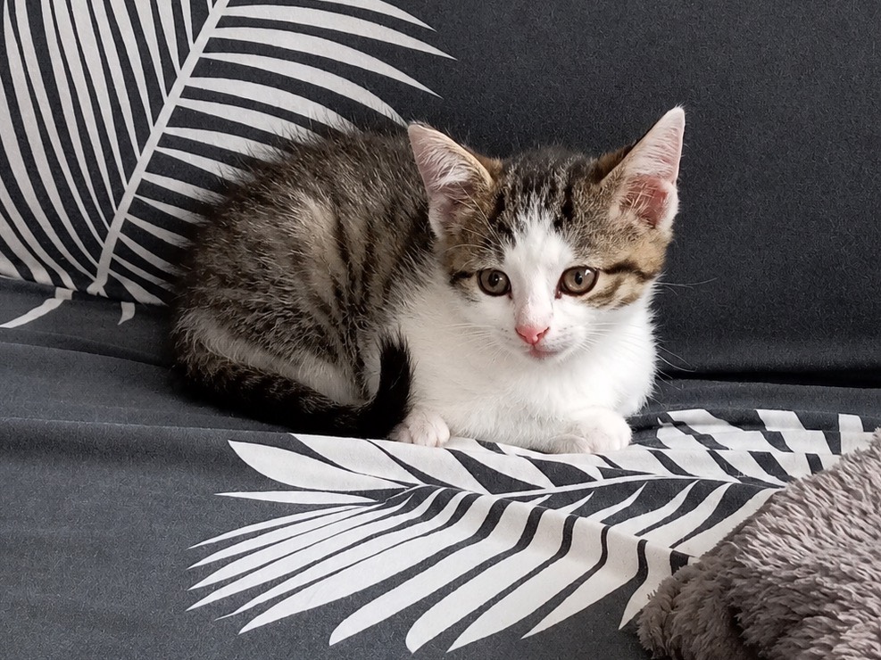Adozione gatto, maschio, Razza sconosciuta Razza sconosciuta, 2 mesi, taglia non valida, Trento