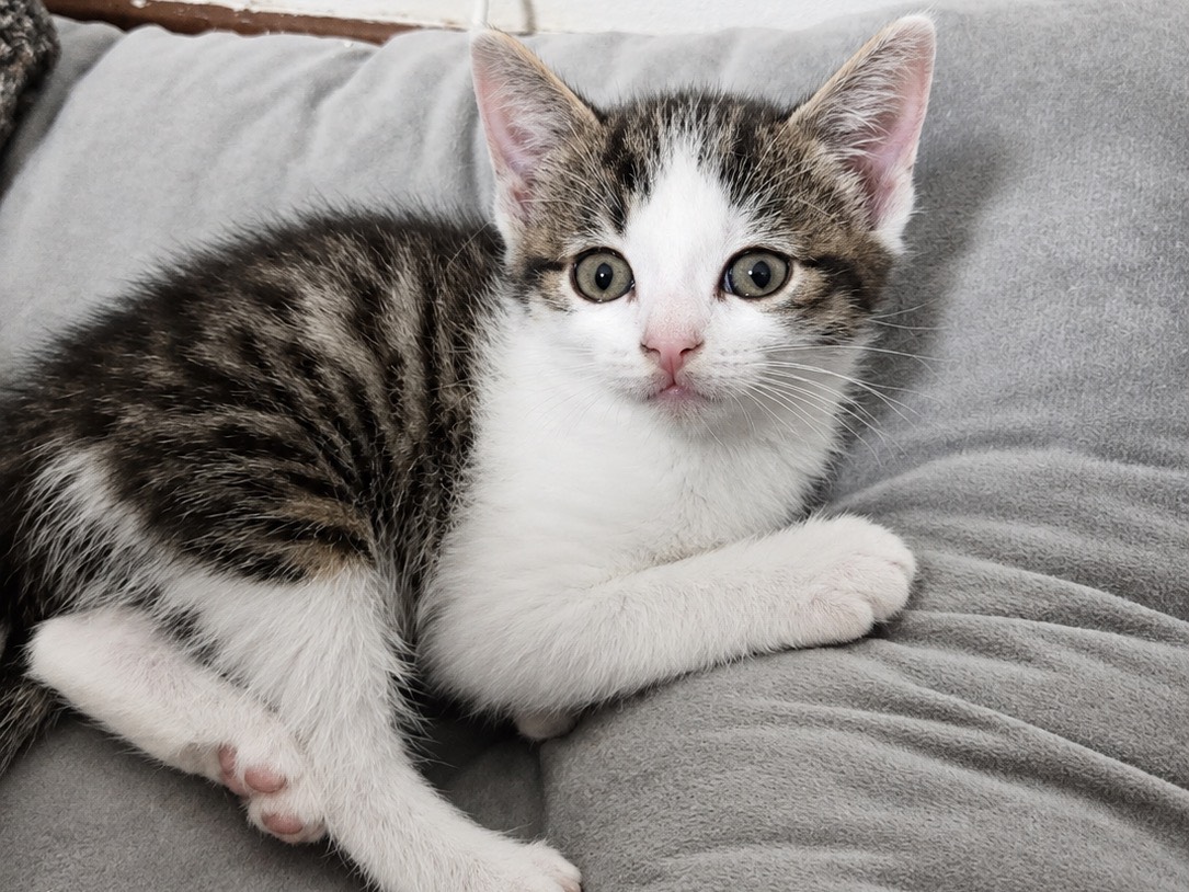 Adotta un gatto, taglia non valida, maschio, Trento