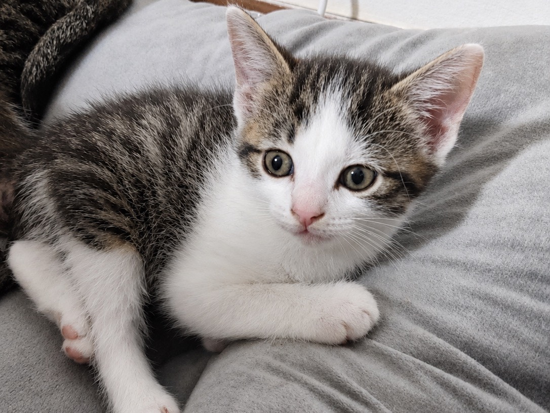 Vuoi adottare un gatto a Trento?