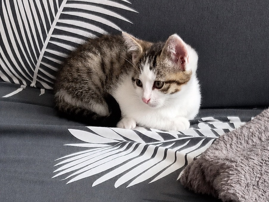 Adotta il gatto Coco a Trento
