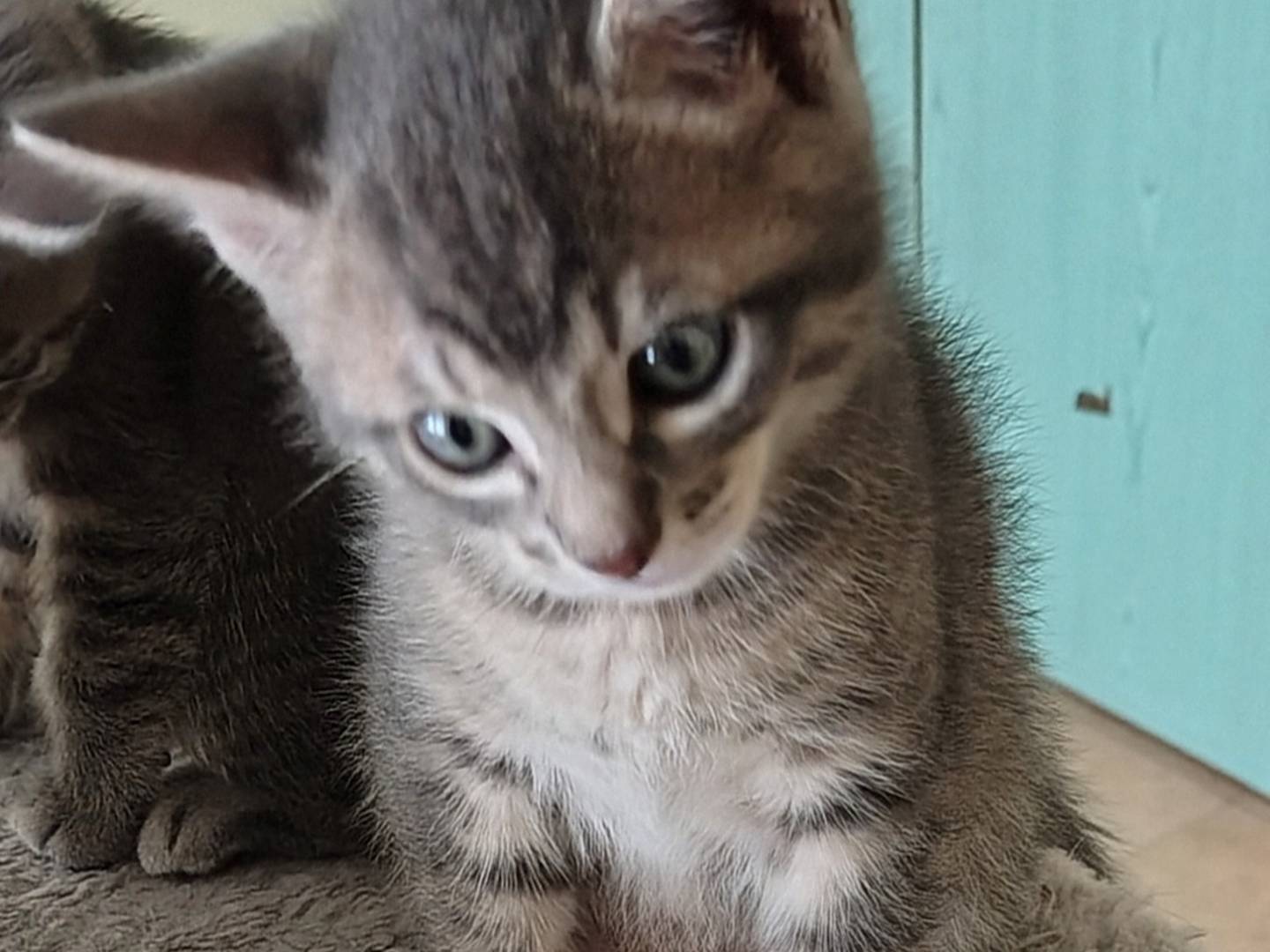 Adozione gatto, maschio, Razza sconosciuta Razza sconosciuta, 1 mesi, taglia non valida, Crotone