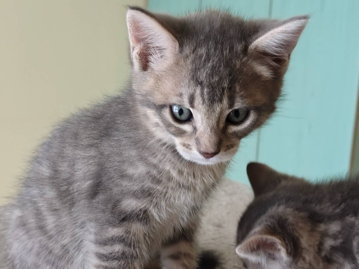 Adotta un gatto, taglia non valida, maschio, Crotone