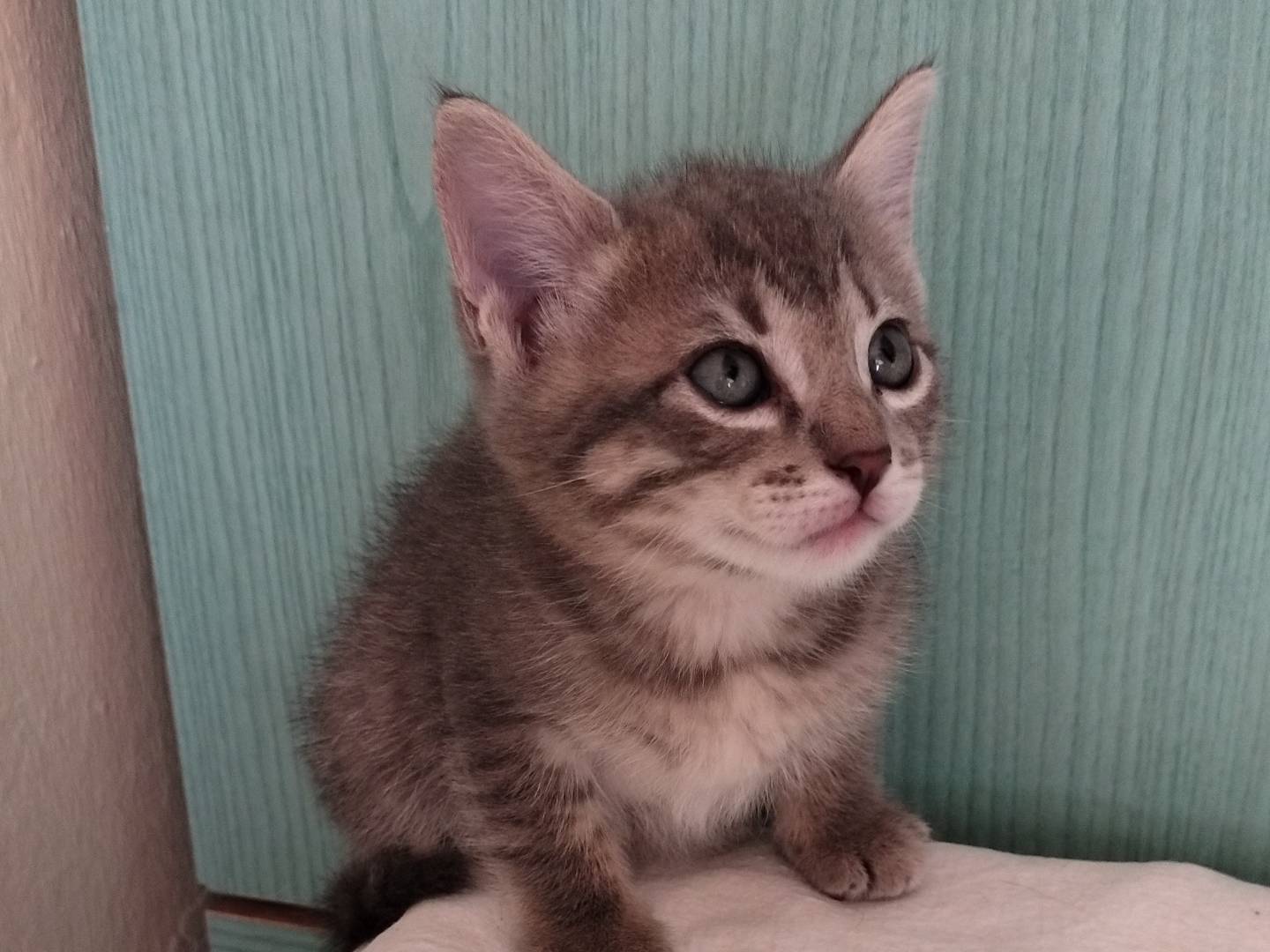 Vuoi adottare un gatto a Crotone?