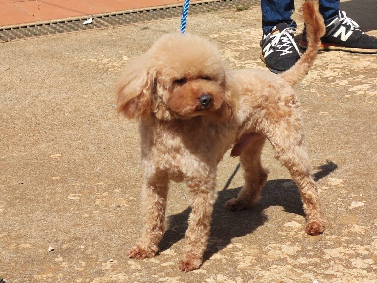Adozione cane, maschio, Razza sconosciuta Razza sconosciuta, 7 anni e 8 mesi, taglia piccola, Bari