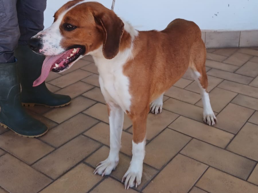 Vuoi adottare un cane a Latina?