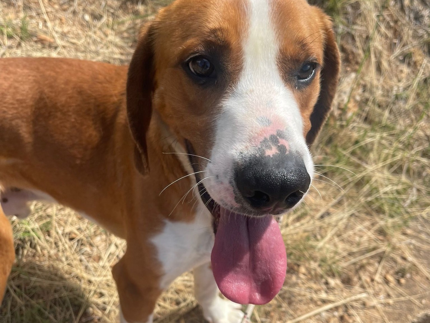 Adozione cane, maschio, Razza sconosciuta Razza sconosciuta, 3 anni e 1 mese, taglia media, Latina