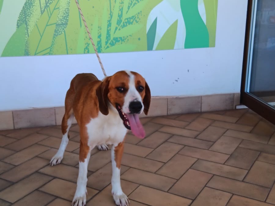 Adotta un cane, maschio, 3 anni e 1 mese, Latina