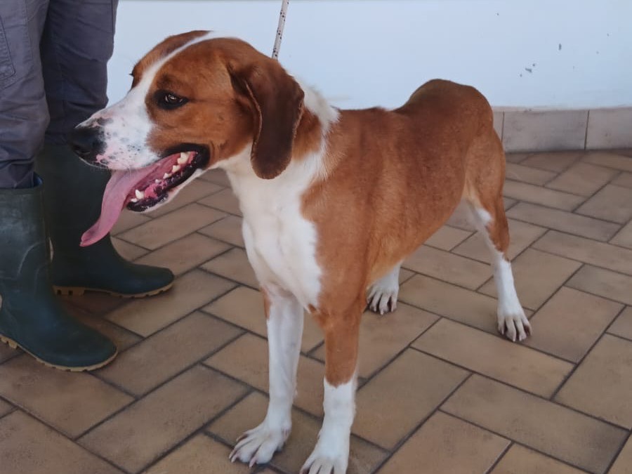 Adotta un cane, taglia media, maschio, Latina