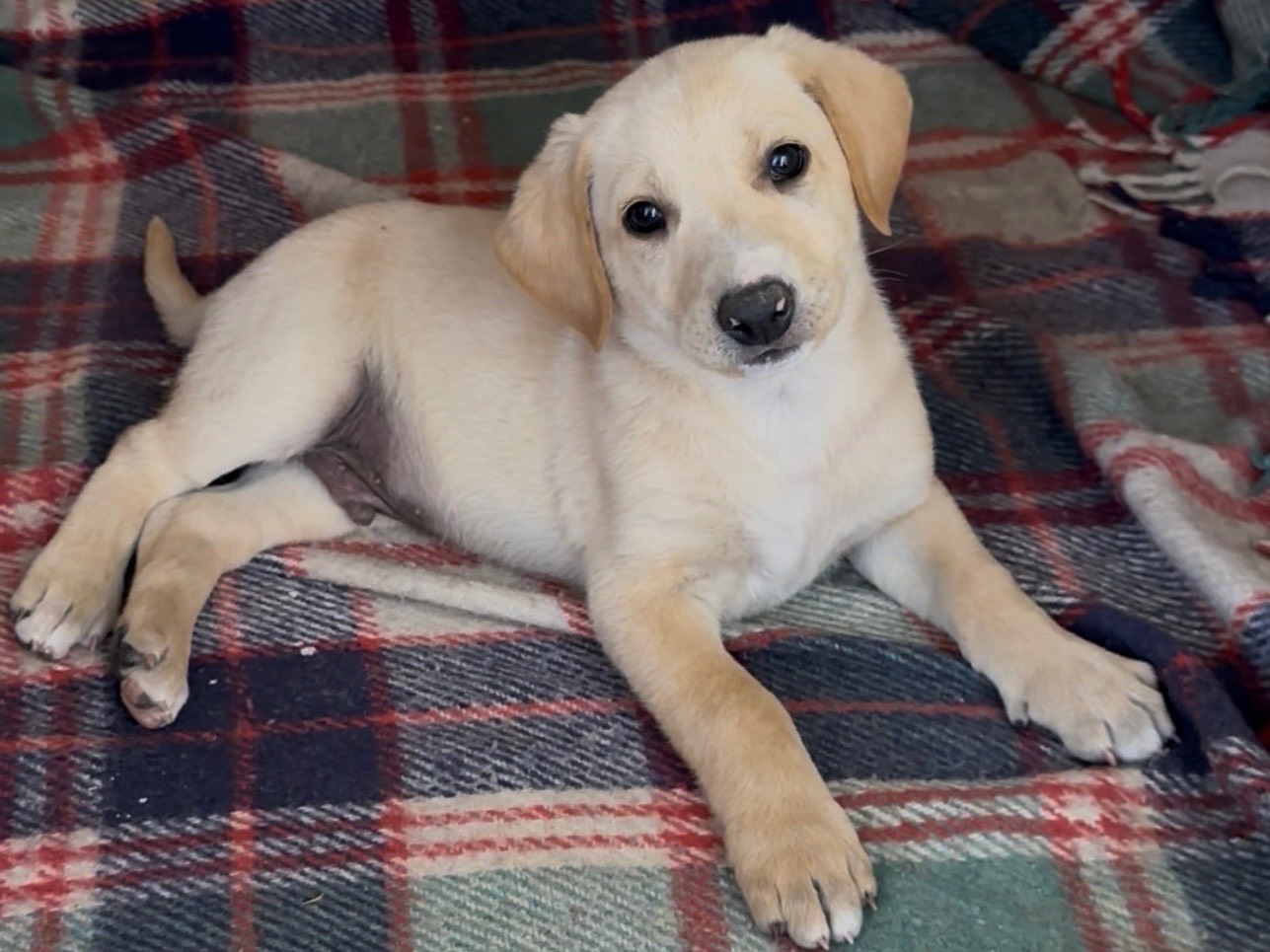 Adozione cane, maschio, Razza sconosciuta Razza sconosciuta, 2 mesi, taglia media, Padova