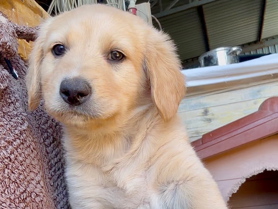 Adotta un cane, maschio, 2 mesi, Milano