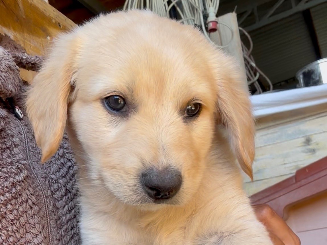 Adotta un cane, taglia media, maschio, Milano