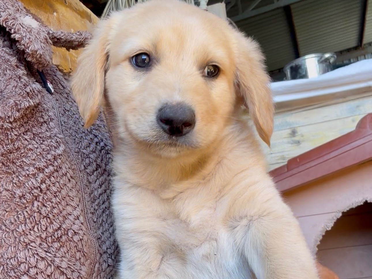Adozione cane, maschio, Razza sconosciuta Razza sconosciuta, 2 mesi, taglia media, Milano