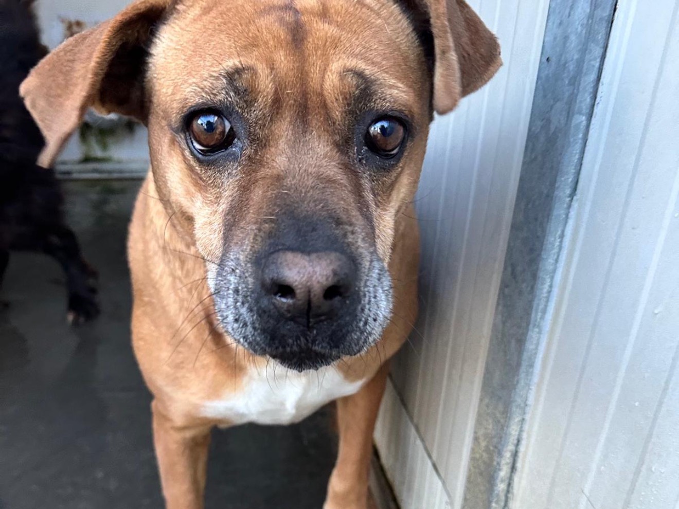Adozione cane, femmina, Razza sconosciuta Razza sconosciuta, 7 anni e 10 mesi, taglia media, Latina