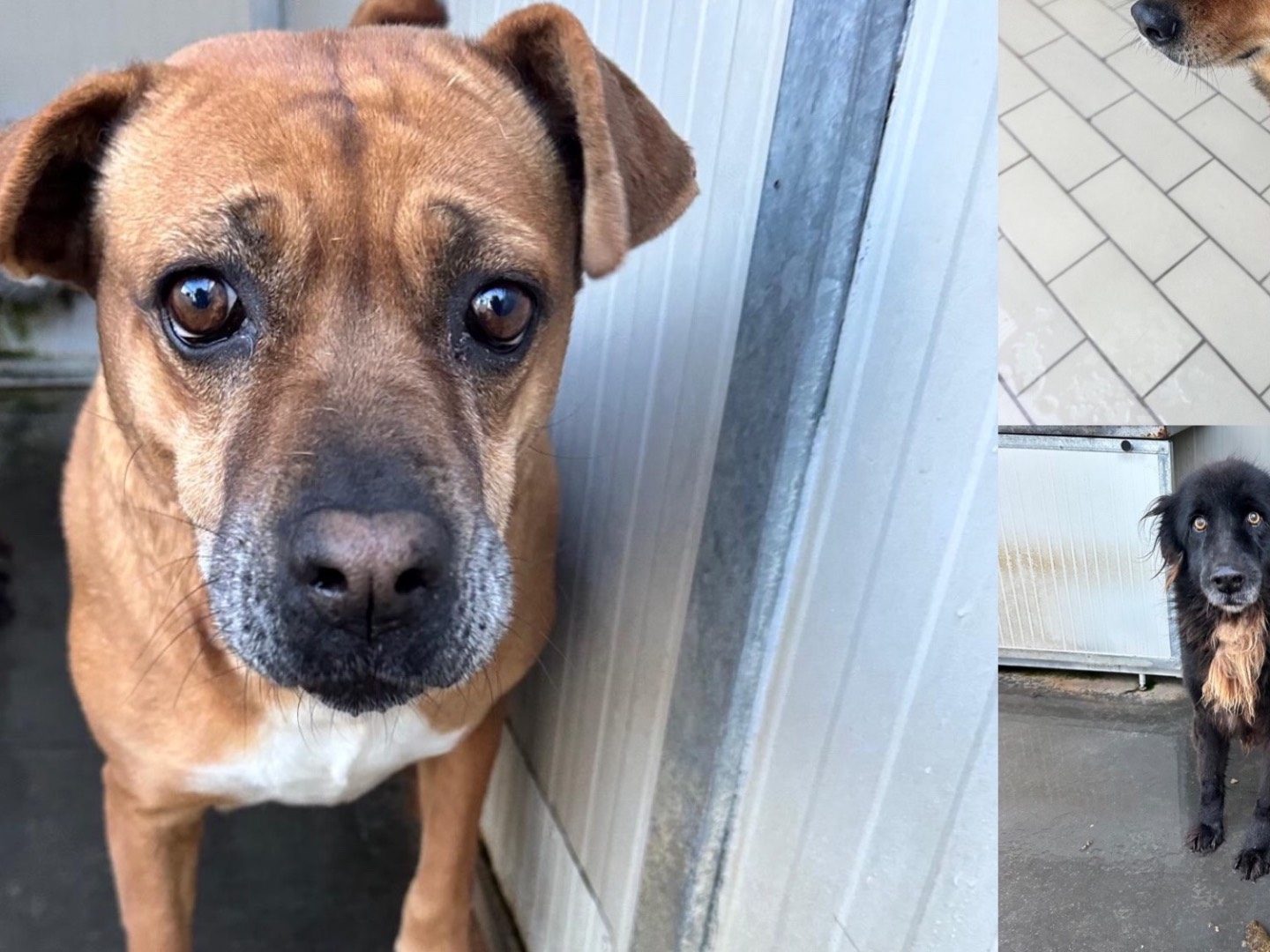 Adotta un cane, femmina, 7 anni e 10 mesi, Latina