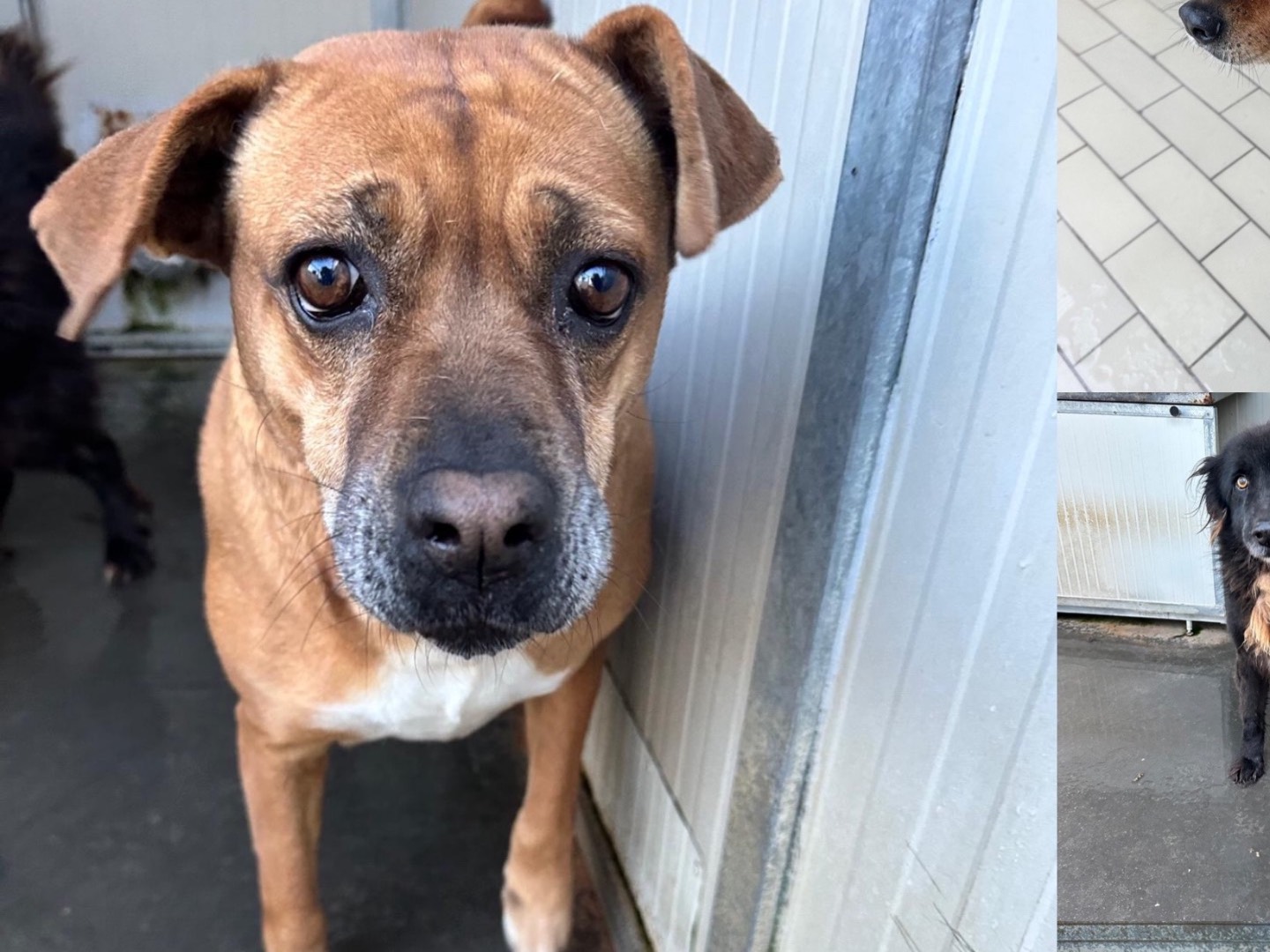 Adotta un cane, taglia media, femmina, Latina