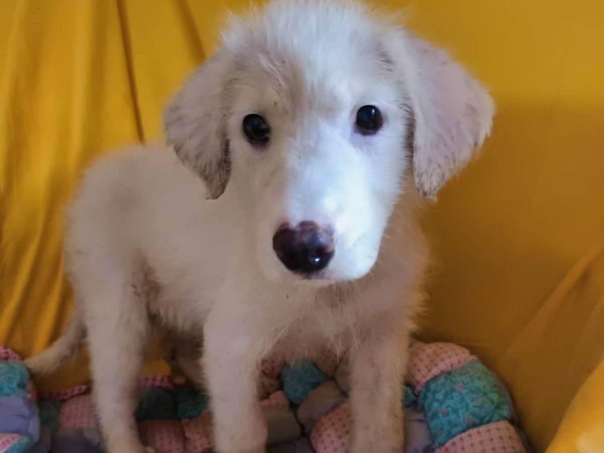 Adozione cane, femmina, Razza sconosciuta Razza sconosciuta, 4 mesi, taglia media, Benevento