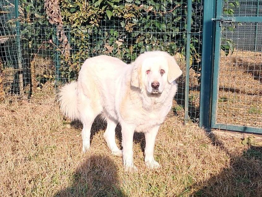 Adotta un cane, taglia grande, femmina, Mantova