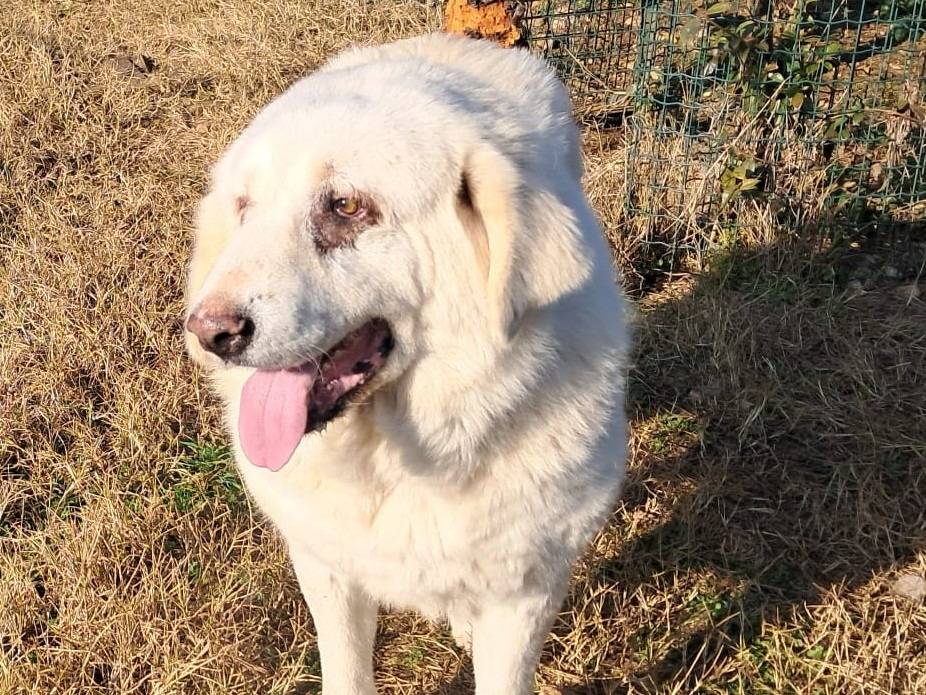 Adotta il cane Vita a Mantova