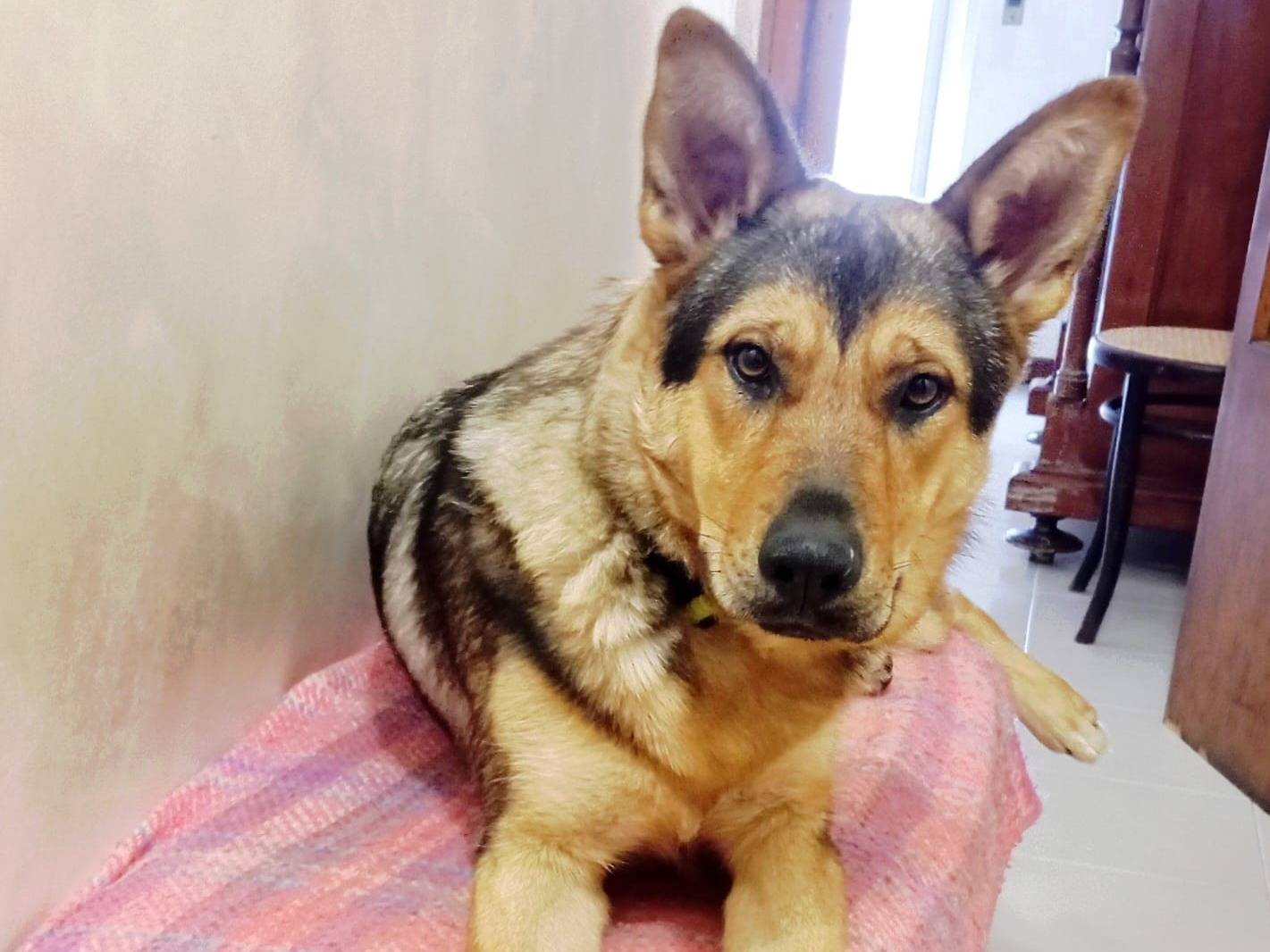 Adozione cane, femmina, Razza sconosciuta Razza sconosciuta, 1 anno e 11 mesi, taglia media, Milano