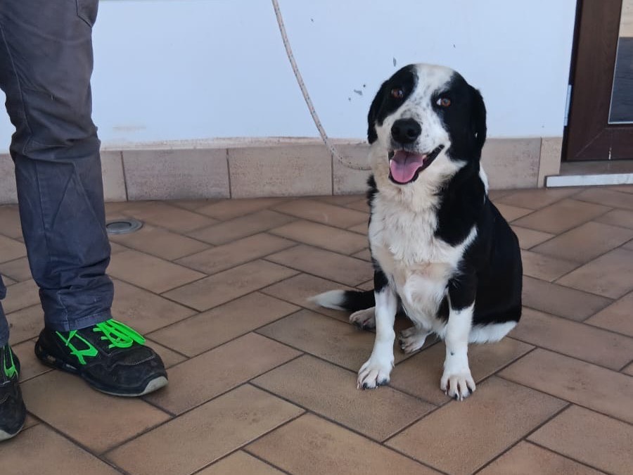 Adozione cane, femmina, Razza sconosciuta Razza sconosciuta, 2 anni e 3 mesi, taglia media, Latina