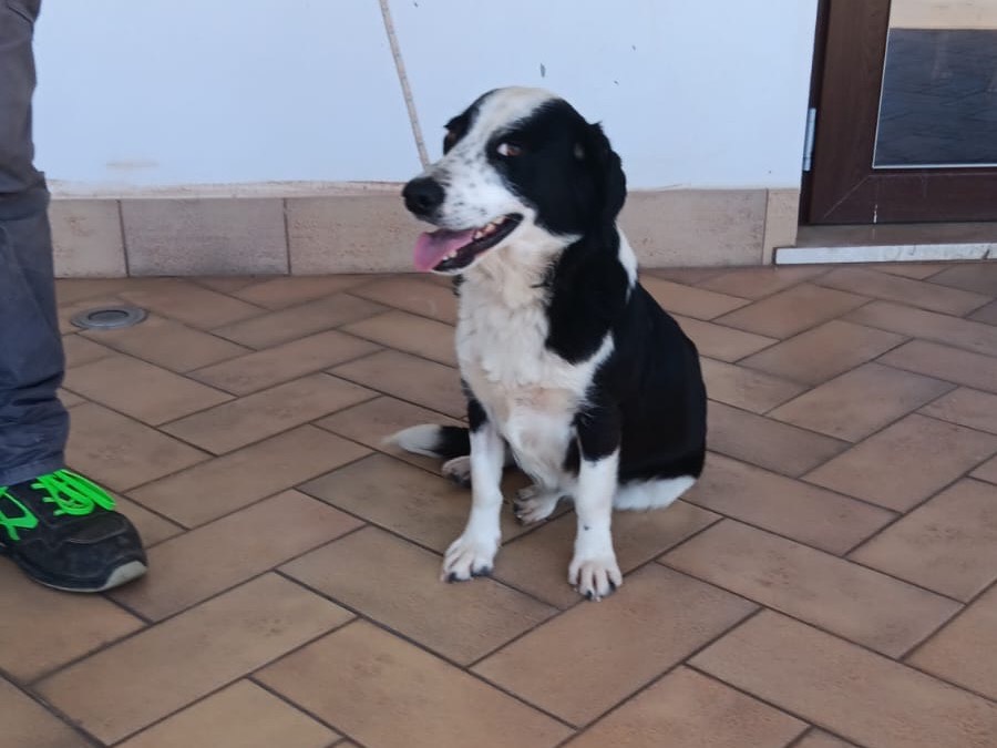 Adotta un cane, femmina, 2 anni e 3 mesi, Latina
